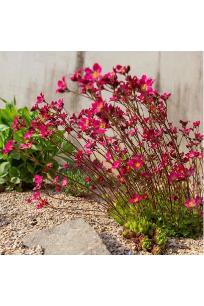 Ломикамінь Арендса Піксі Пан Ред